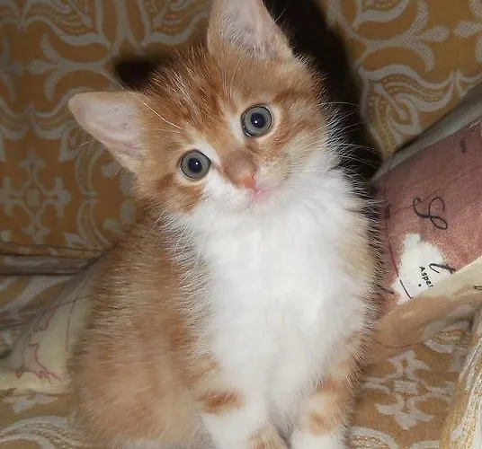 ゲストハウス A Casa Di Mi